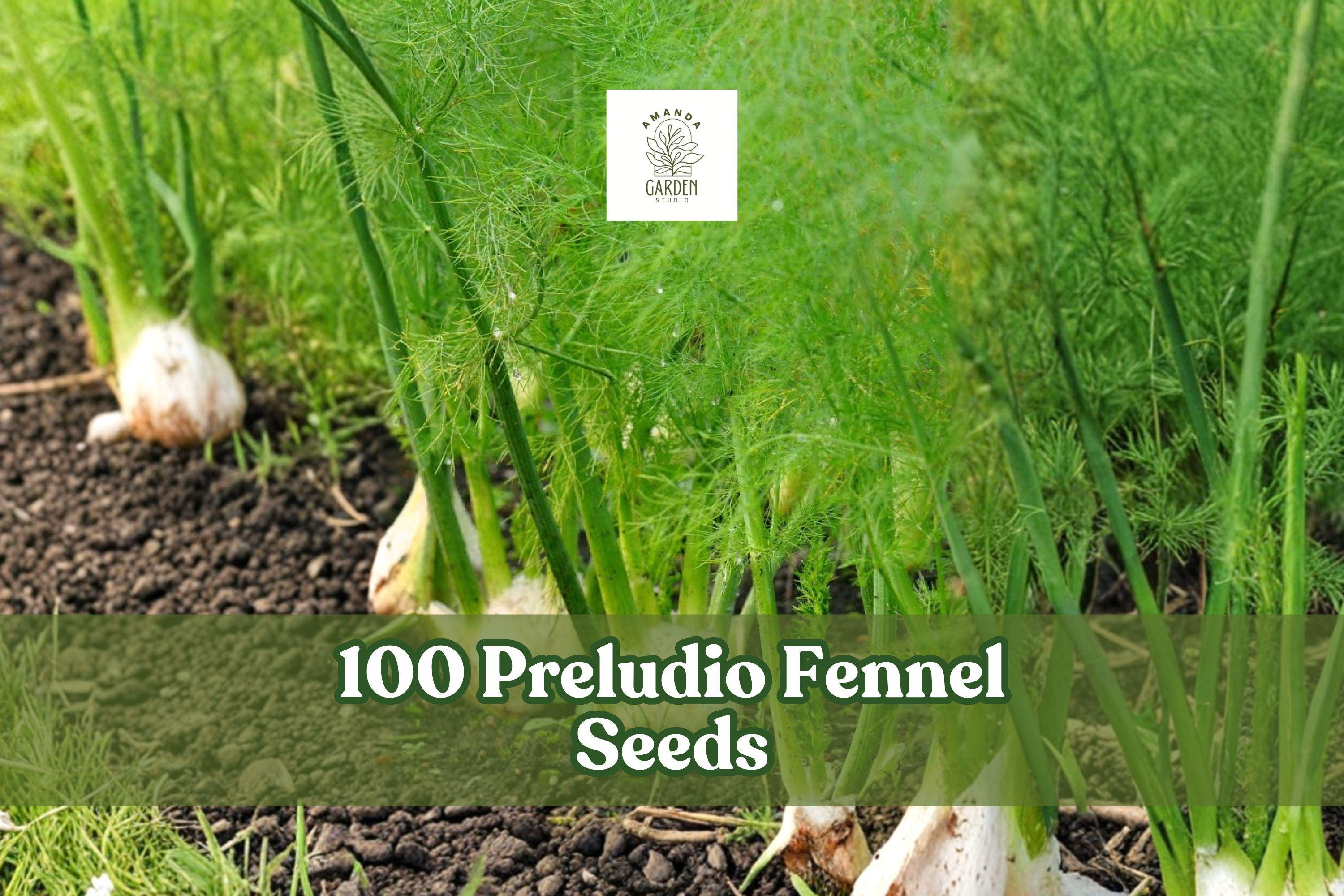 Preludio Fennel Seeds – Bulb-Forming Foeniculum vulgare for Garden, Container, Full Sun to Partial Shade, 100 Seeds