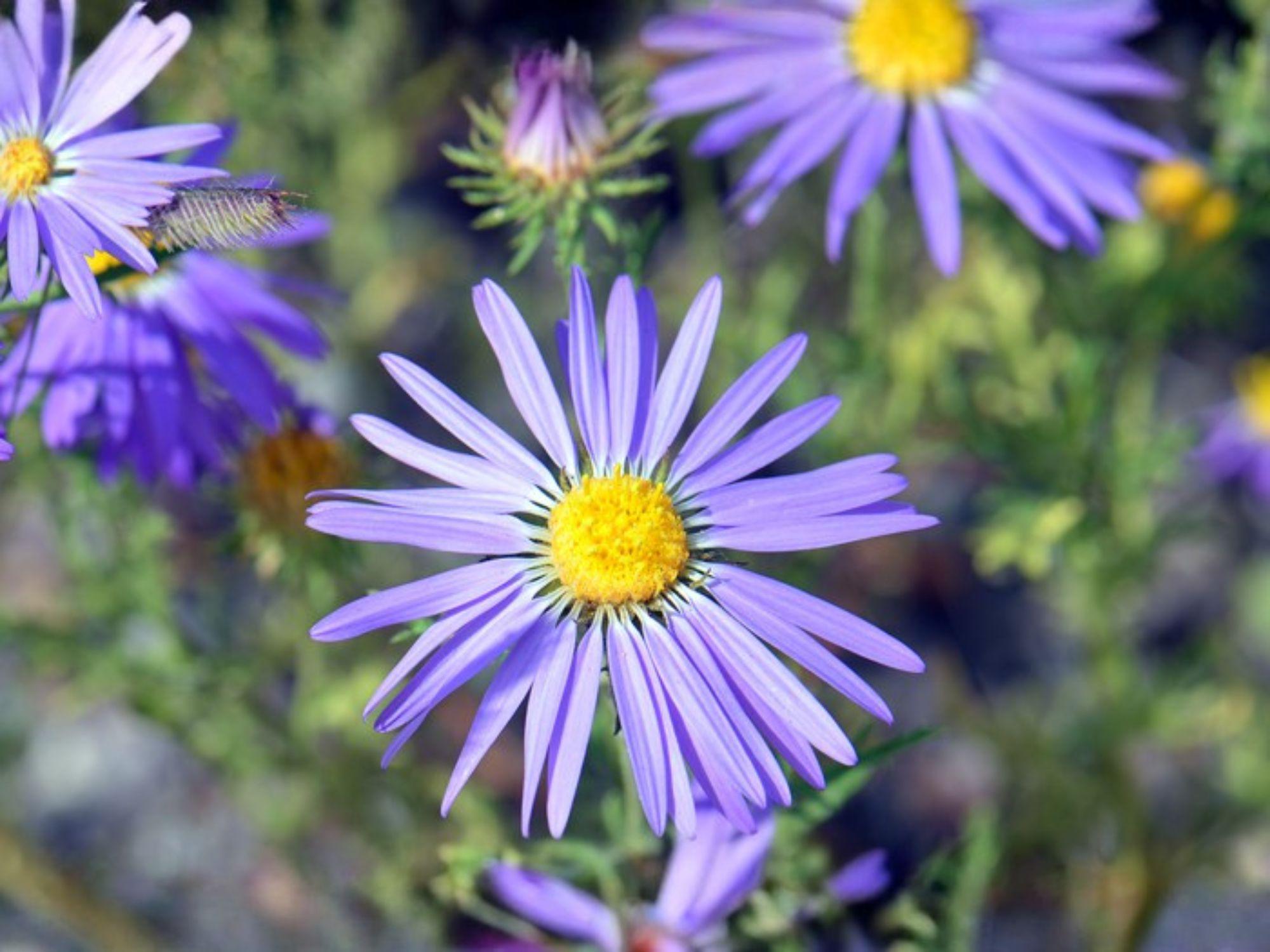 Machaeranthera tanacetifolia Seeds – Tahoka Daisy Wildflower, Heirloom, Non-GMO, Native Pollinator Garden Planting