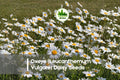 Oxeye Daisy Seeds – 200+ White Wildflower Perennial, Leucanthemum vulgare, Pollinator-Friendly, Cottage Garden & Meadow Plant
