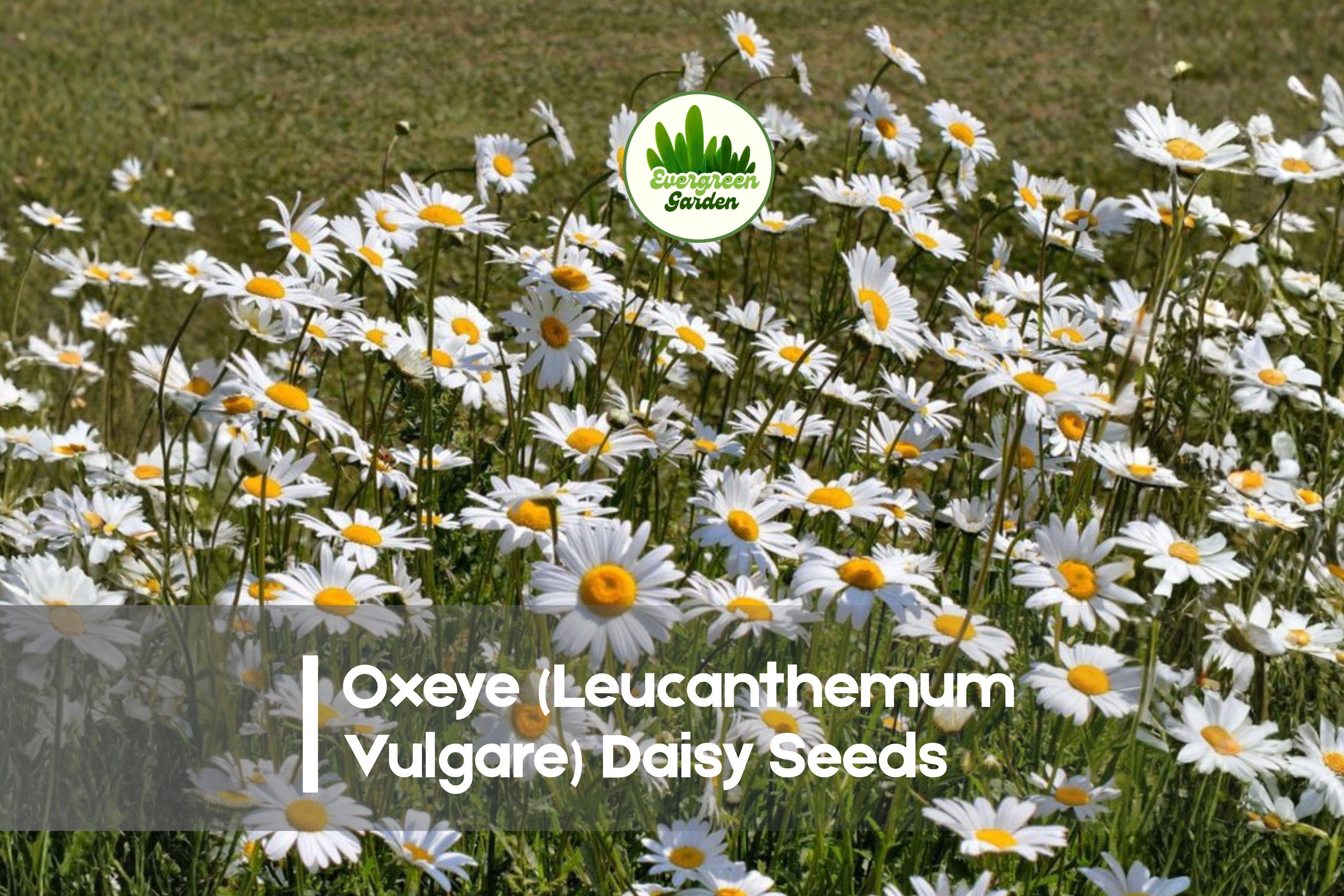 Oxeye Daisy Seeds – 200+ White Wildflower Perennial, Leucanthemum vulgare, Pollinator-Friendly, Cottage Garden & Meadow Plant
