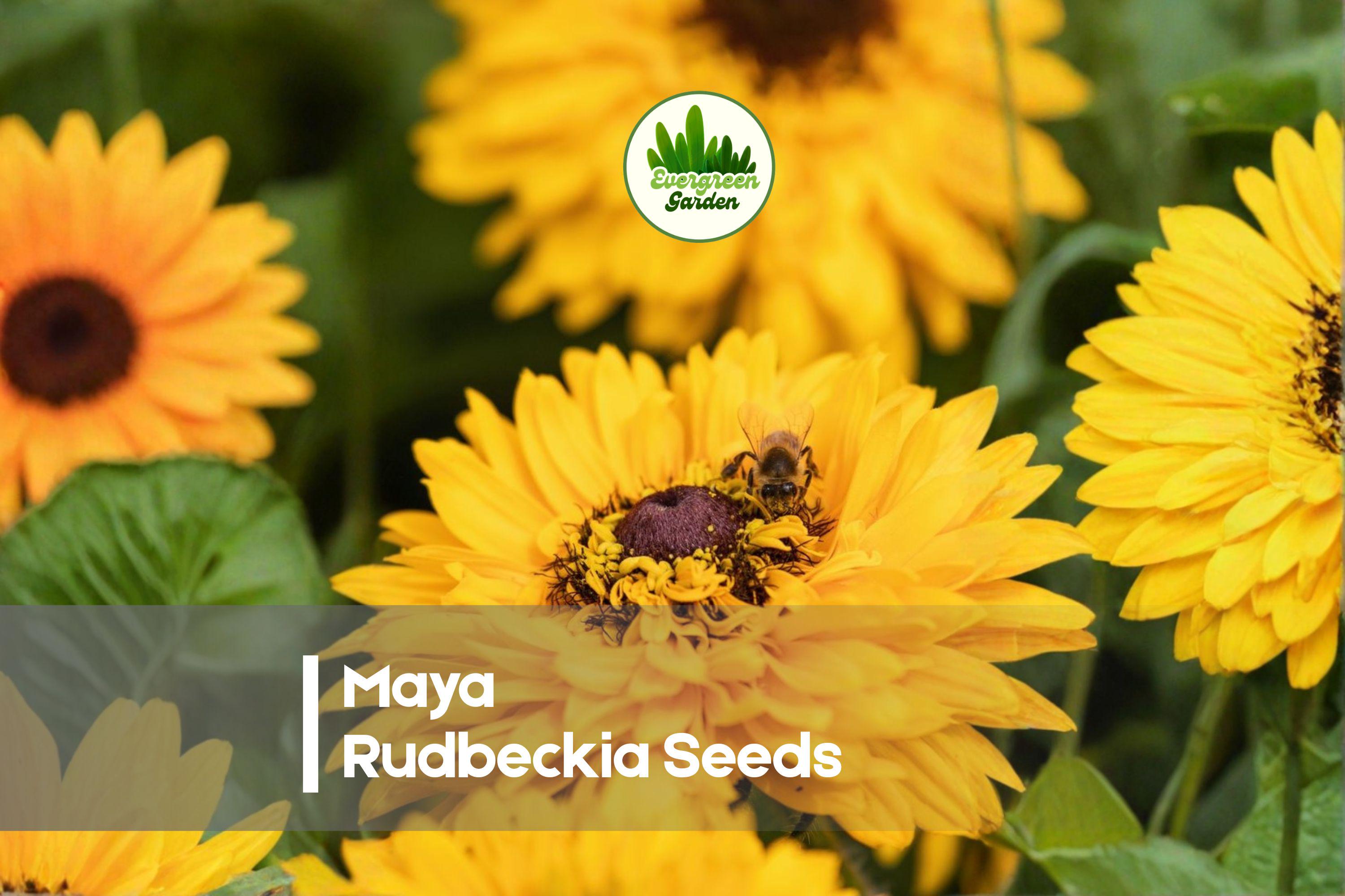 200 Maya Rudbeckia Seeds - Bright Golden Yellow Flowers, Rudbeckia hirta, Summer Bloom, Pollinator & Wildflower Garden Seeds