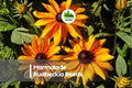 200 Marmalade Rudbeckia Seeds - Orange Daisy-Like Flowers, Rudbeckia hirta, Pollinator & Wildflower Garden Seeds