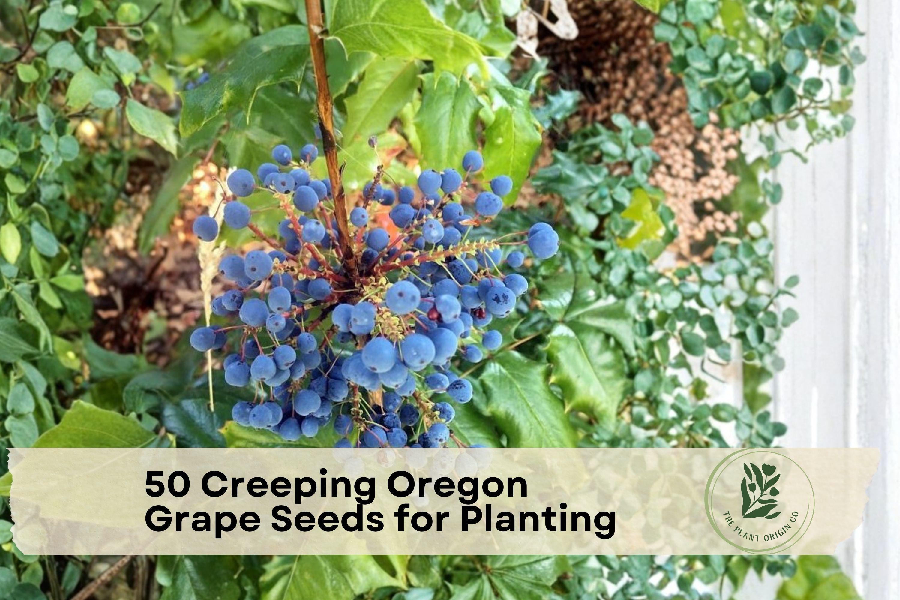 Creeping Oregon Grape Seeds, Mahonia repens, Native Ground Cover, Evergreen Shrub, Blue Berries, Yellow Flowers, Low Growing Plant