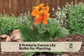 Pretoria Canna Lily Bulbs – Tropical Orange Flowers, Striped Foliage, Ornamental Garden Plant, Canna × generalis ‘Pretoria’
