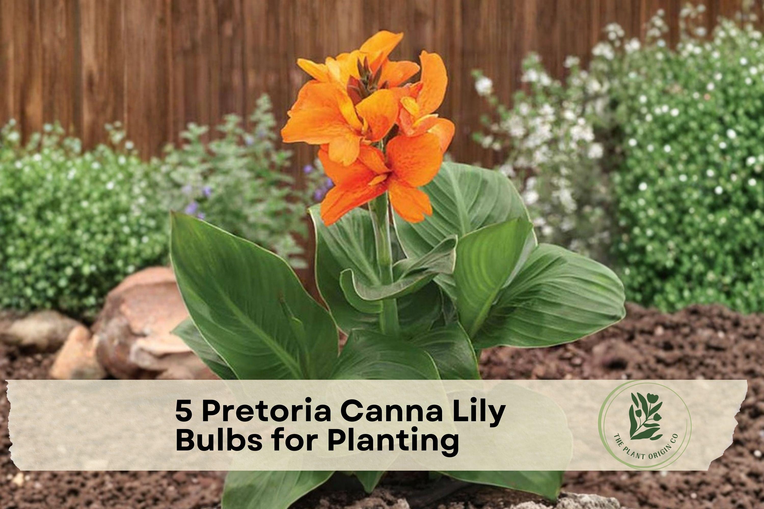 Pretoria Canna Lily Bulbs – Tropical Orange Flowers, Striped Foliage, Ornamental Garden Plant, Canna × generalis ‘Pretoria’