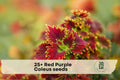 Red Purple Coleus Seeds - Colorful Foliage Plant for Shade Gardens, Containers, and Borders | Coleus scutellarioides