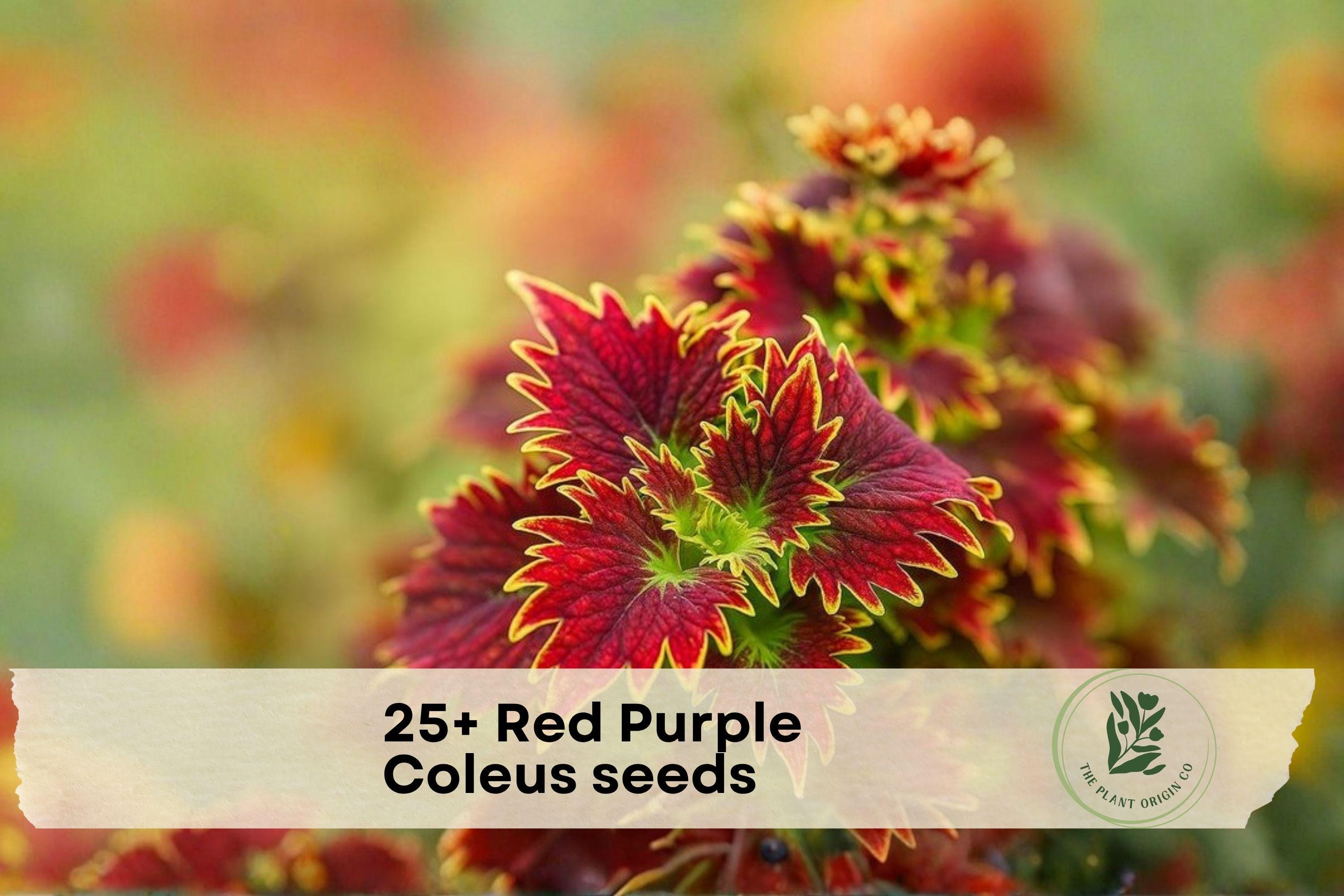 Red Purple Coleus Seeds - Colorful Foliage Plant for Shade Gardens, Containers, and Borders | Coleus scutellarioides