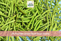 Provider Green Bush Bean Seeds – Phaseolus vulgaris, Early Bush Variety, Green Pods, 25 Seeds for Vegetable Gardens