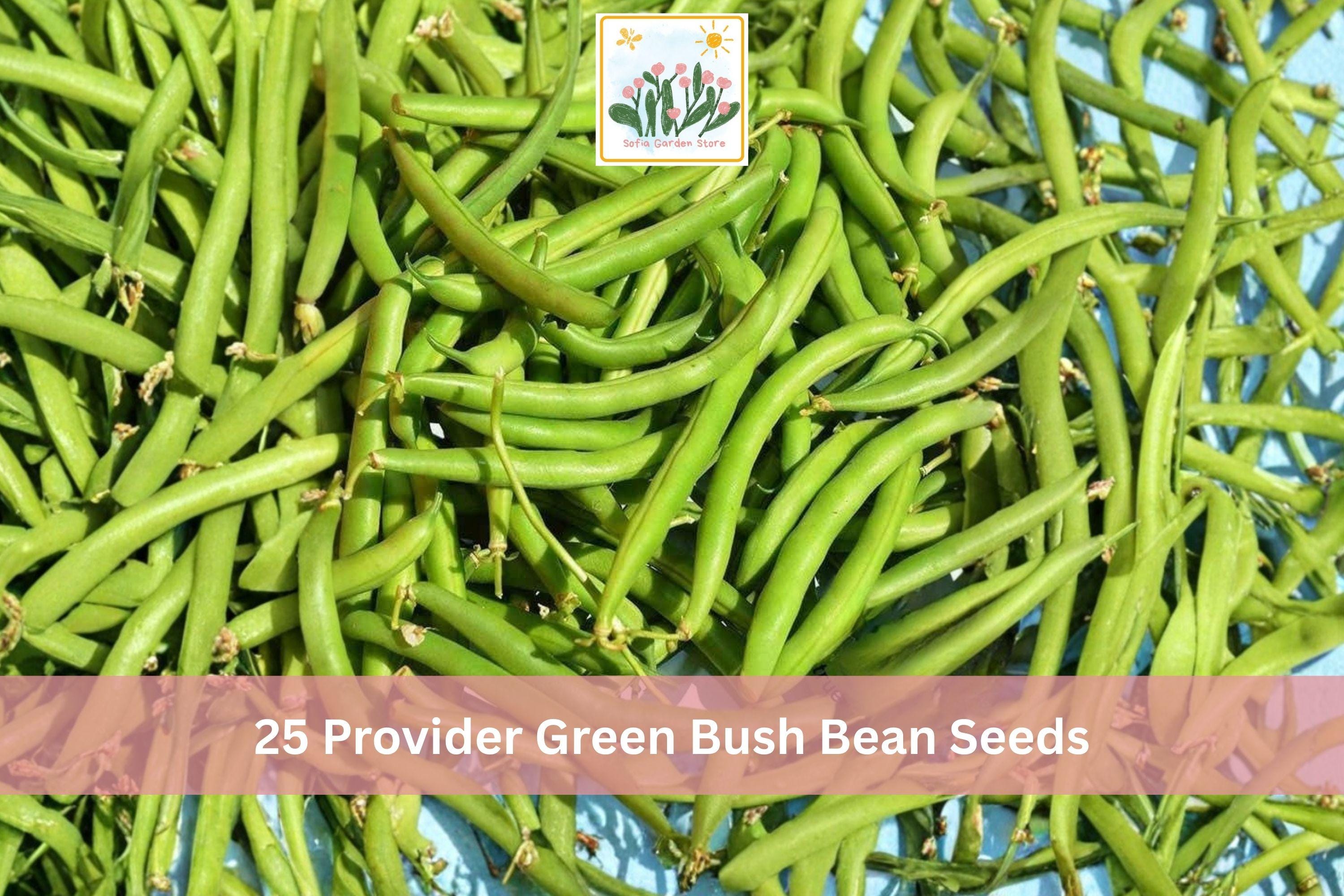 Provider Green Bush Bean Seeds – Phaseolus vulgaris, Early Bush Variety, Green Pods, 25 Seeds for Vegetable Gardens