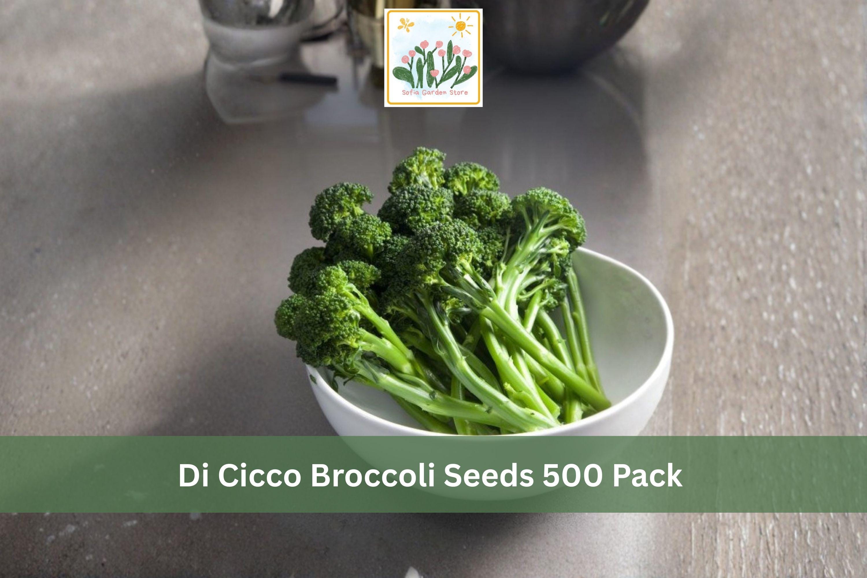 Di Cicco Broccoli Seeds 500 Pack – Brassica oleracea var. italica Vegetable Seeds for Home Garden, Cool Season, Heirloom