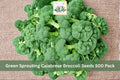 Green Sprouting Calabrese Broccoli Seeds 500 Pack – Brassica oleracea var. italica Vegetable Seeds for Home Garden