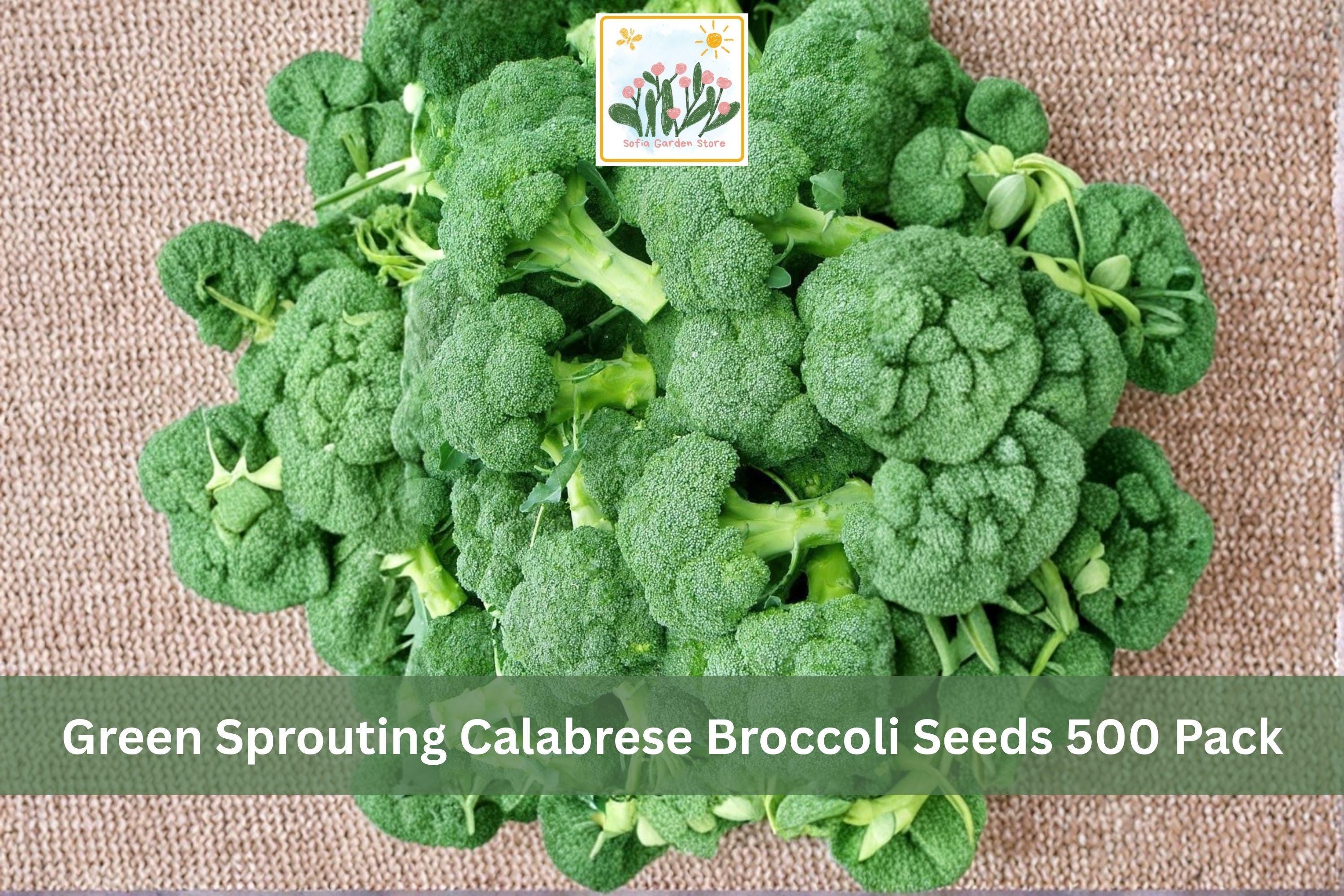 Green Sprouting Calabrese Broccoli Seeds 500 Pack – Brassica oleracea var. italica Vegetable Seeds for Home Garden