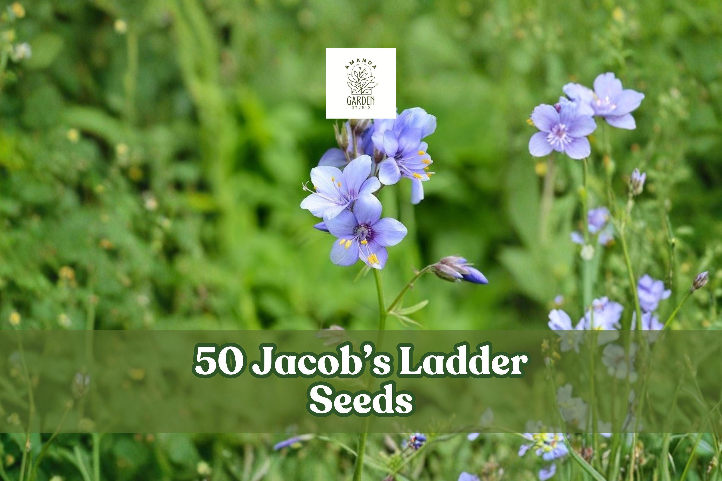 Jacob’s Ladder Seeds – 50 Perennial Wildflower Seeds, Blue to Pink Blooms, Shade Garden, Polemonium reptans