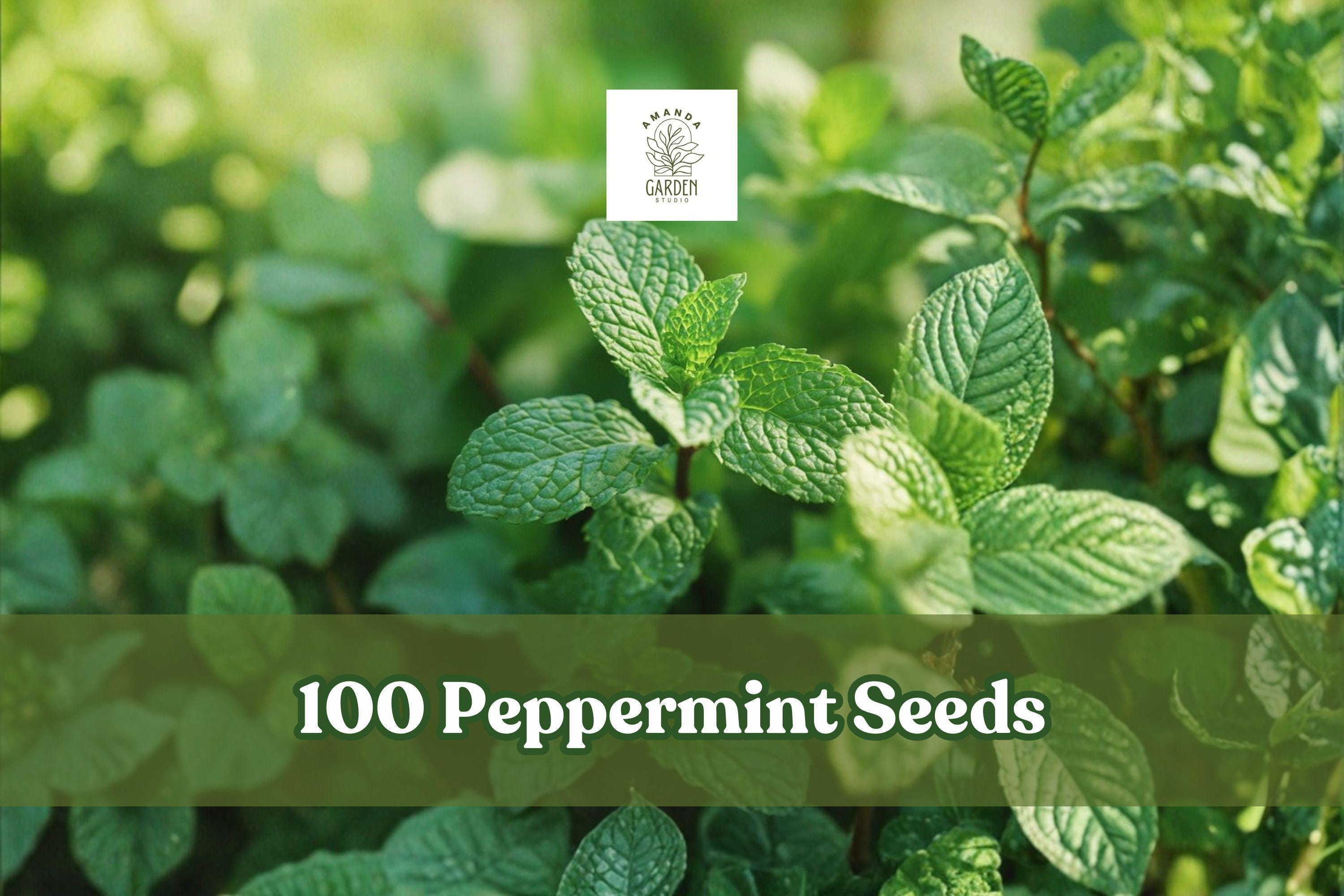 Peppermint Seeds, Aromatic Herb, Mentha × piperita, Culinary & Tea Use, Fast-Growing Perennial Herb, 100 Seeds