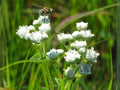 Parthenium Integrifolium Seeds – Wild Quinine Native Prairie Wildflower – White Pollinator Perennial for Native Gardens and Drought Tolerance