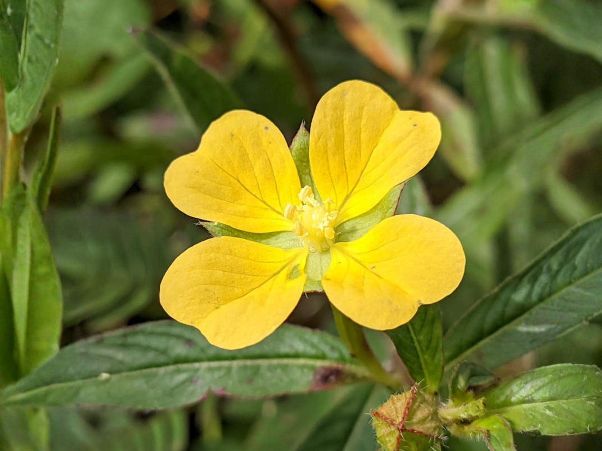 Ludwigia Alternifolia Seedbox Native Wildflower – 1000 Seeds for Rain Gardens, Wetlands, Pond Edges, Pollinator Habitat