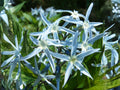 Amsonia tabernaemontana Seeds – Eastern Bluestar Native Perennial for Pollinator Gardens and Borders
