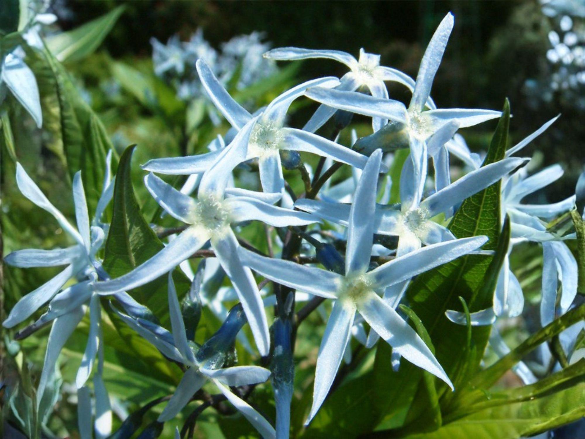 Amsonia tabernaemontana Seeds – Eastern Bluestar Native Perennial for Pollinator Gardens and Borders
