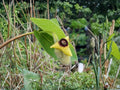 Aristolochia tomentosa Seeds – Native Wooly Dutchman’s Pipevine Perennial Climber for Butterfly Gardens