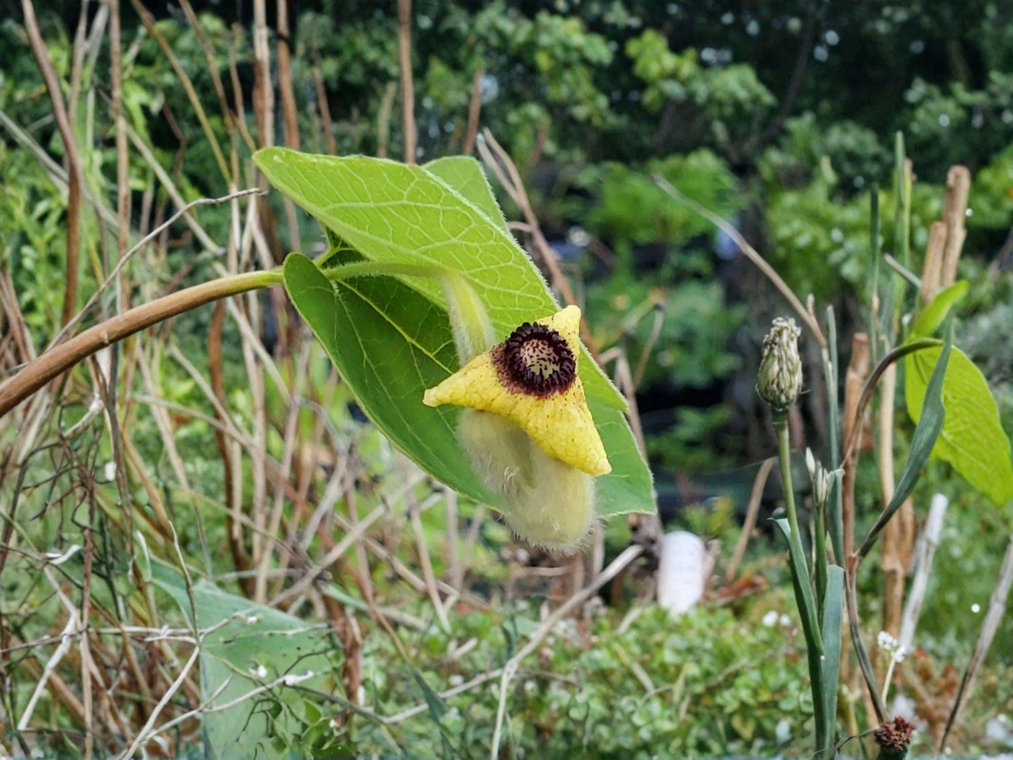 Aristolochia tomentosa Seeds – Native Wooly Dutchman’s Pipevine Perennial Climber for Butterfly Gardens