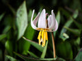 Erythronium albidum Seeds – White Trout Lily Native Spring Wildflower for Woodland Gardens & Shade Landscapes