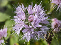 Hydrophyllum Virginianum Seeds – Native Virginia Waterleaf Perennial for Shade Gardens & Pollinator Habitat