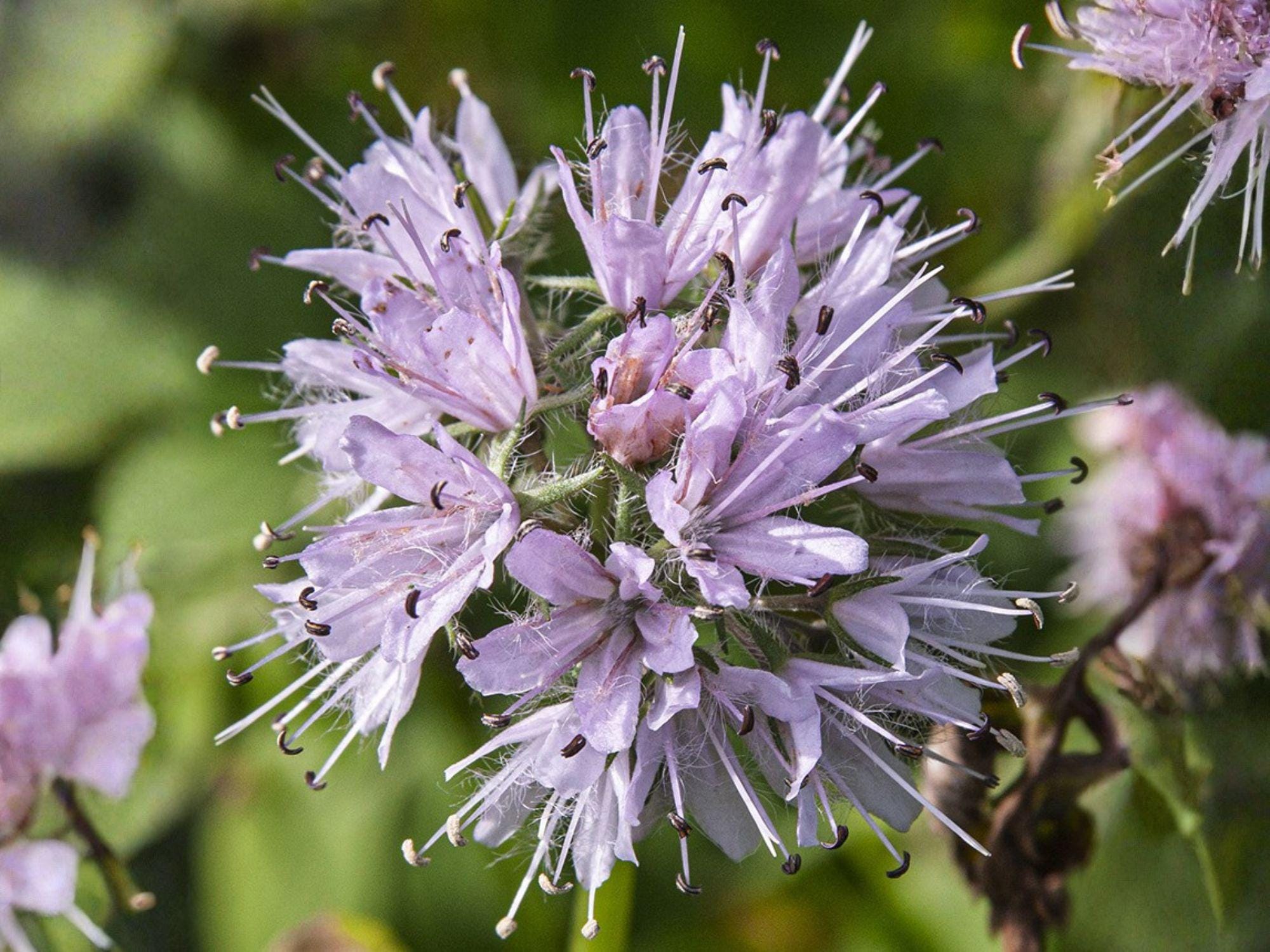 Hydrophyllum Virginianum Seeds – Native Virginia Waterleaf Perennial for Shade Gardens & Pollinator Habitat