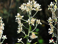 Pseudognaphalium Obtusifolium Seeds – Sweet Everlasting Native Wildflower – Dried Flower Plant – Fragrant, Drought Tolerant, Pollinator-Friendly
