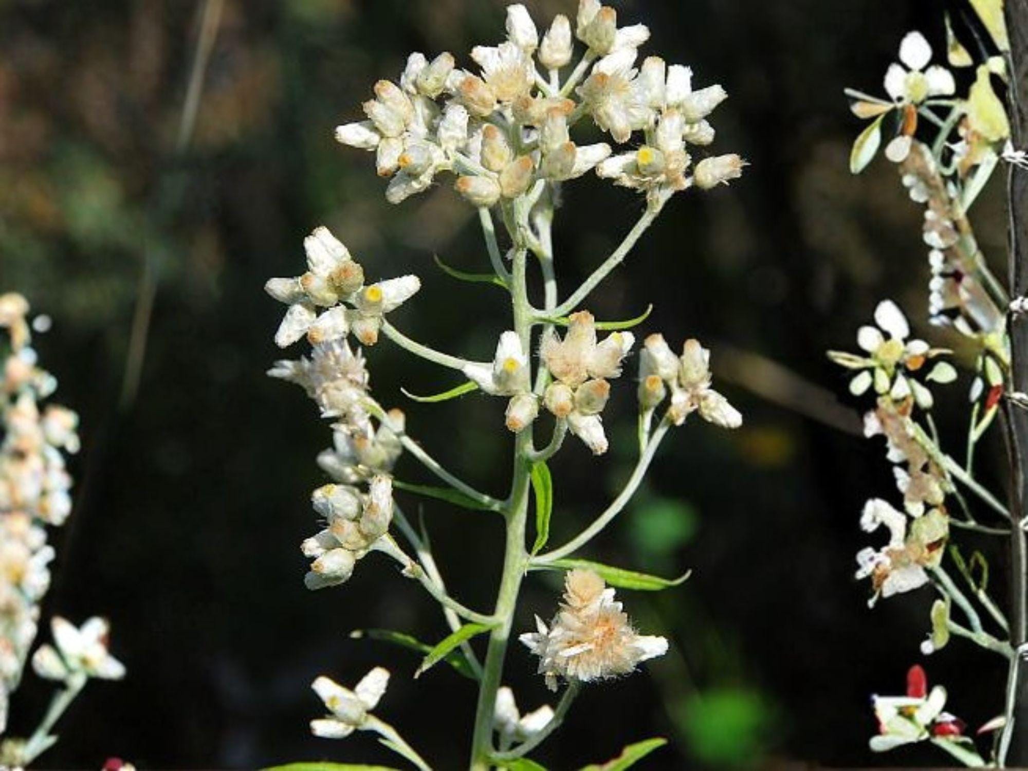 Pseudognaphalium Obtusifolium Seeds – Sweet Everlasting Native Wildflower – Dried Flower Plant – Fragrant, Drought Tolerant, Pollinator-Friendly