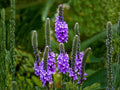 Verbena stricta Seeds – Native Prairie Wildflower, Purple Pollinator Perennial, Drought Tolerant, Summer Bloom, Hoary Vervain, 100 Seeds