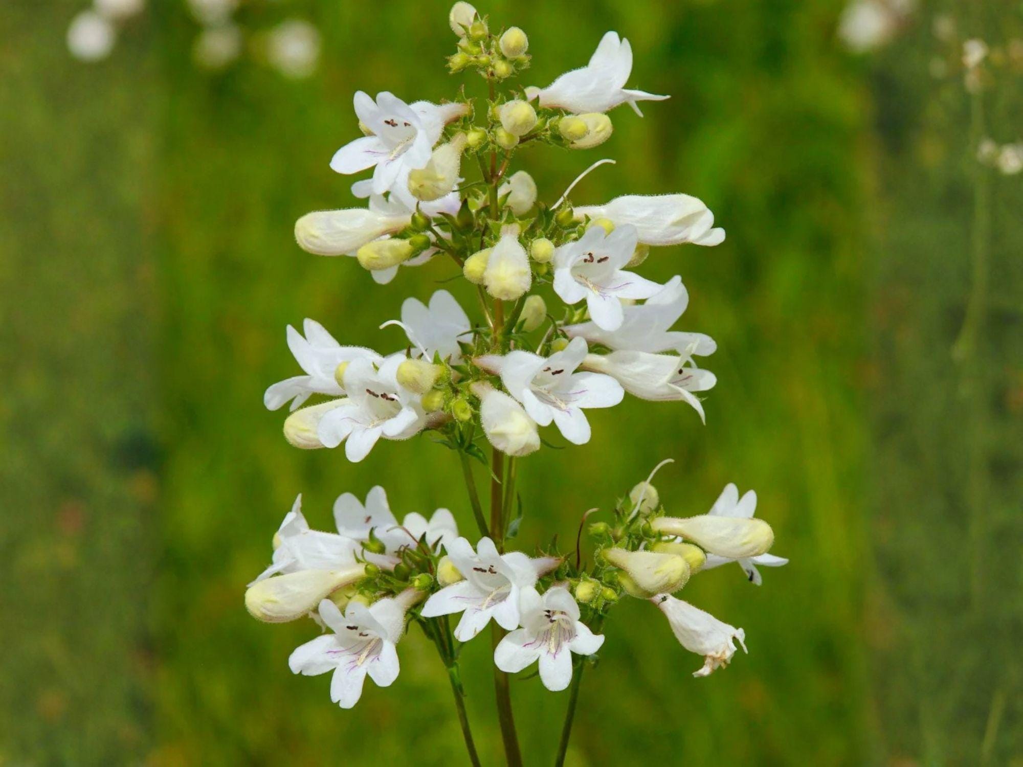 Verbena urticifolia Seeds – White Vervain Native Wildflower for Pollinator Gardens & Native Landscapes