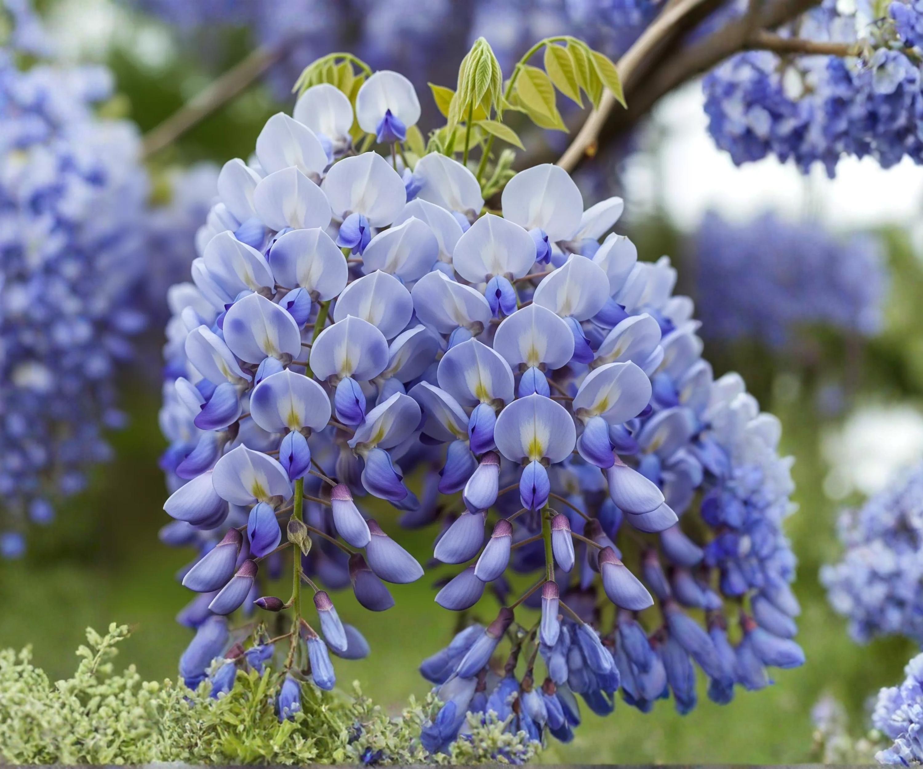 Chinese Wisteria Live Plant 1-2 Ft, Wisteria sinensis, Purple Flower Vine, Climbing Ornamental Vine for Trellises & Fences