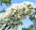 Crape Myrtle Live Plants – 6" Rooted Cuttings – Snow White Lagerstroemia Tree – Ornamental Flowering Shrubs for Garden Landscaping