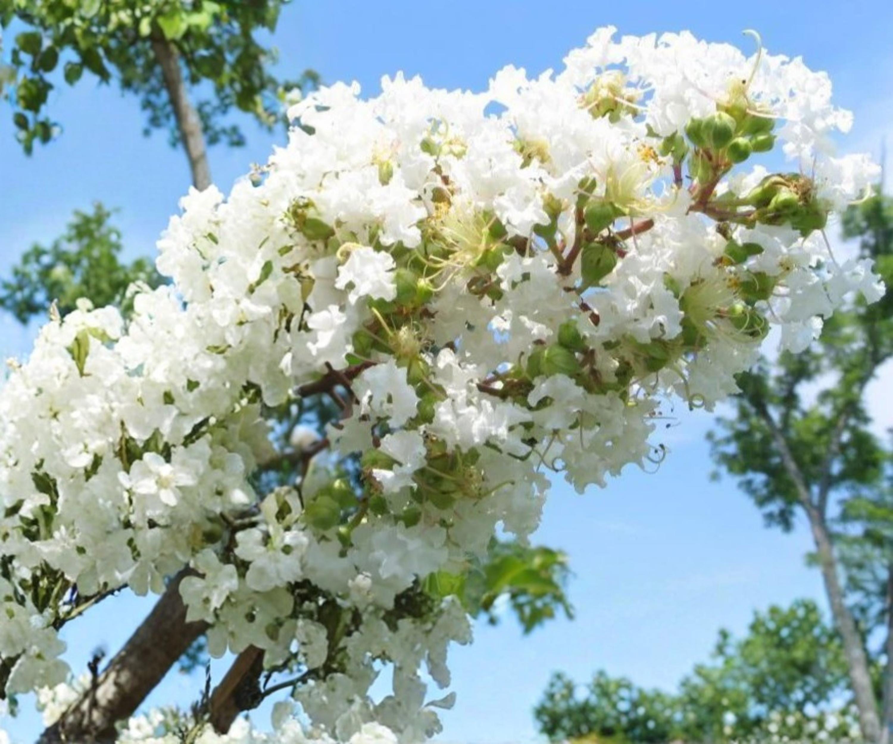 Crape Myrtle Live Plants – 6" Rooted Cuttings – Snow White Lagerstroemia Tree – Ornamental Flowering Shrubs for Garden Landscaping