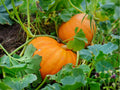 Small Sugar Pumpkin Seeds – 10 Count, Pie Baking Variety, Cucurbita pepo, for Baking & Cooking