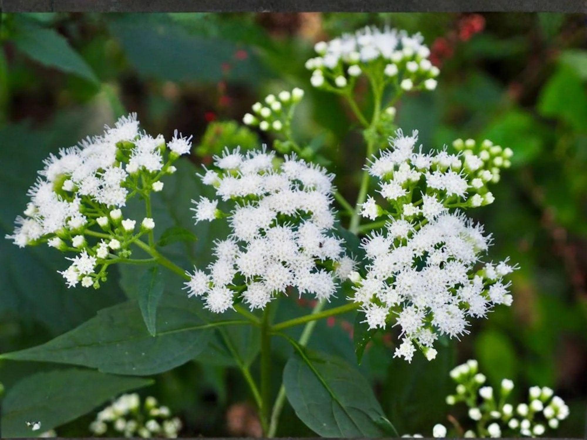 Ageratina altissima White Snakeroot Seeds – Heirloom Non-GMO Native Wildflower Seeds for Garden, Native Plant, Wildflower Garden Planting
