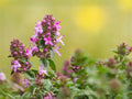 Wild Thyme Seeds - Broad-Leaved Lemon Thyme Heirloom Herb Garden Seeds - Thymus pulegioides, Non-GMO, Open-Pollinated