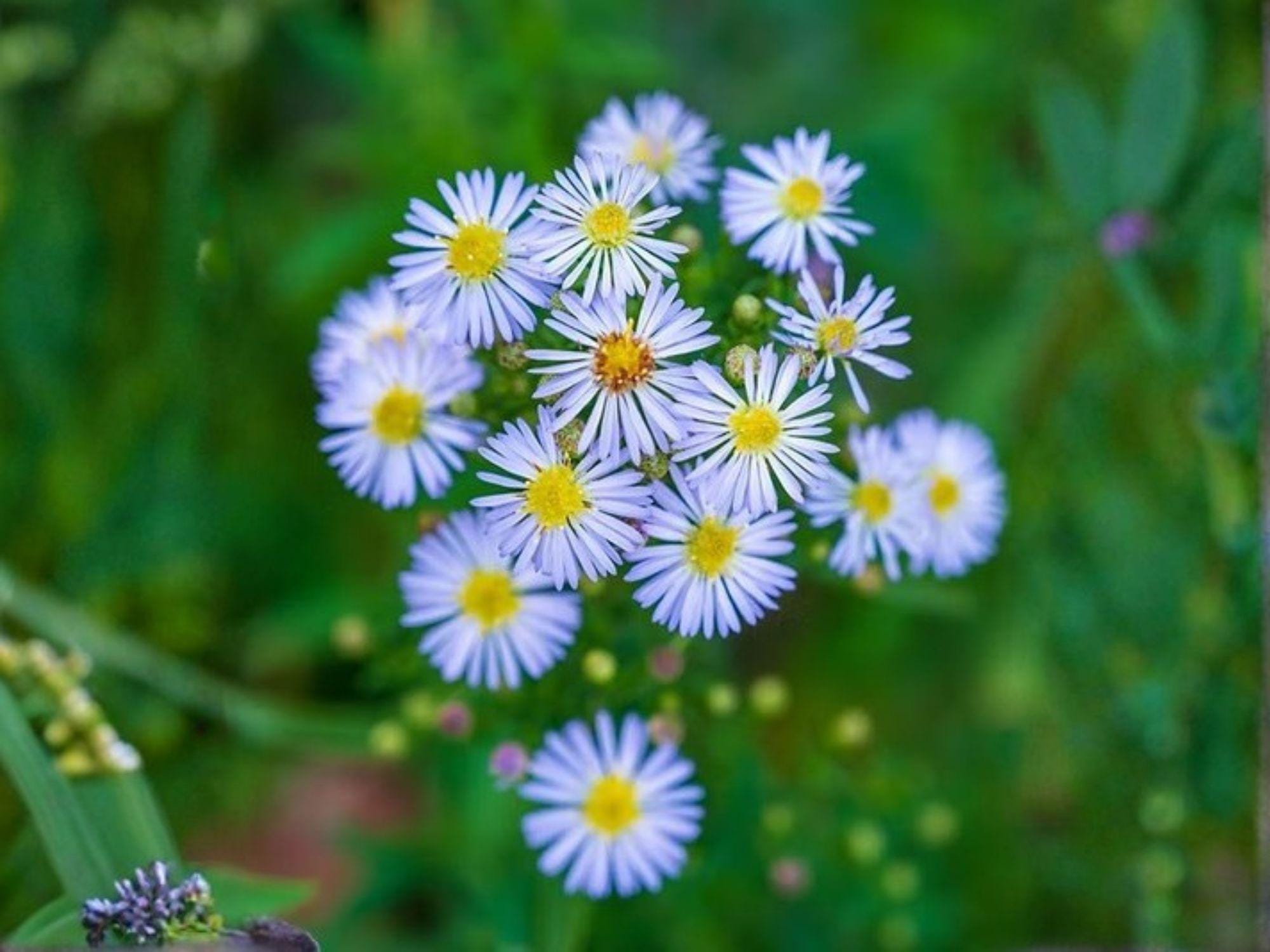 Swamp Aster Seeds – Heirloom Non-GMO Wildflower Garden Planting – Symphyotrichum puniceum, Native, Late-Season Blooms, Wildflower Seeds