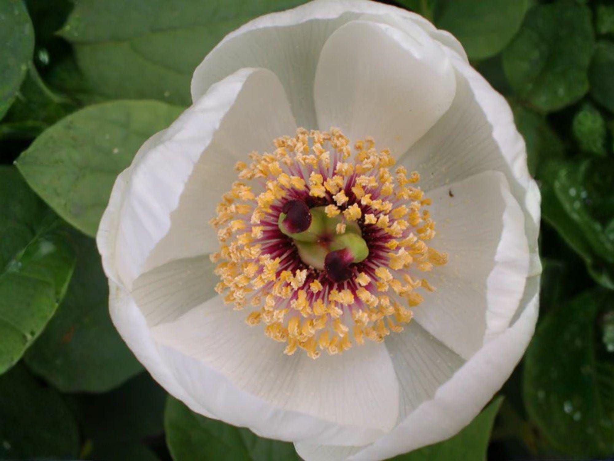 Japanese Woodland Peony Seeds - Heirloom Non-GMO Paeonia japonica for Shade Gardens and Woodland Landscaping