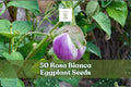 50 Rosa Bianca Eggplant Seeds – Heirloom Solanum melongena, Lavender-Pink Fruit, Full Sun, 4–6 Inch Edible Vegetables