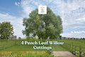 4 Peach Leaf Willow Cuttings – Salix spp. Deciduous Tree for Landscape, Privacy Screen, Garden Accent