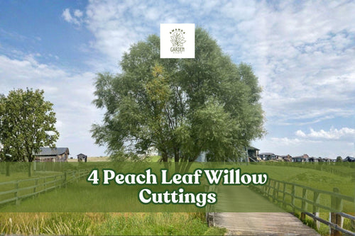 4 Peach Leaf Willow Cuttings – Salix spp. Deciduous Tree for Landscape, Privacy Screen, Garden Accent
