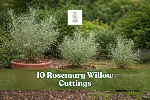 10 Rosemary Willow Cuttings for Privacy, Landscape Shrub, Salix spp. Bare Root Garden Planting Material
