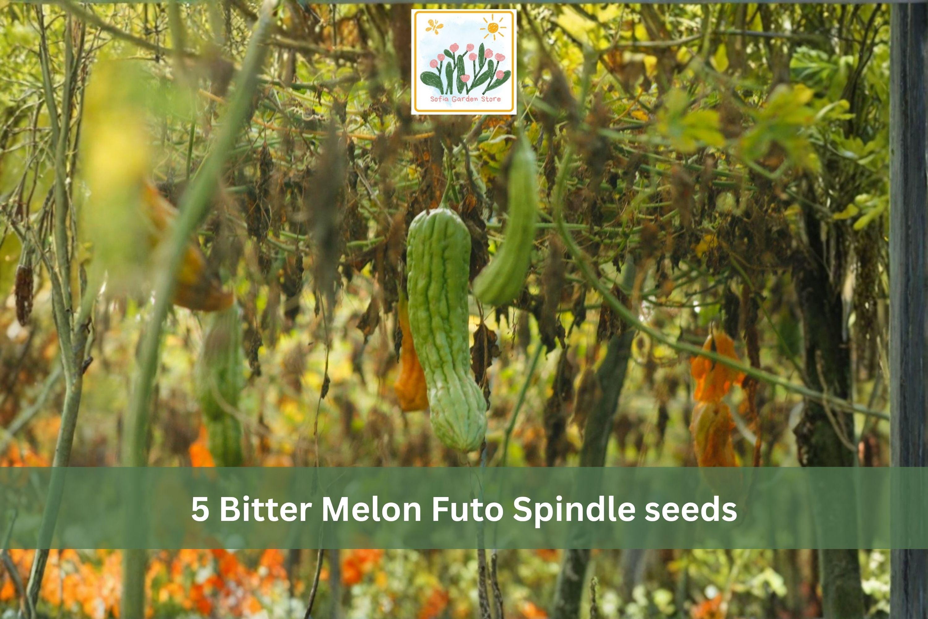 Bitter Melon Futo Spindle Seeds – Climbing Asian Gourd Vegetable, Green Textured Fruits, Momordica charantia, 5 Seeds
