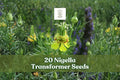 Nigella Transformer Seeds – Blue Annual Flower for Garden Beds & Borders – Nigella damascena