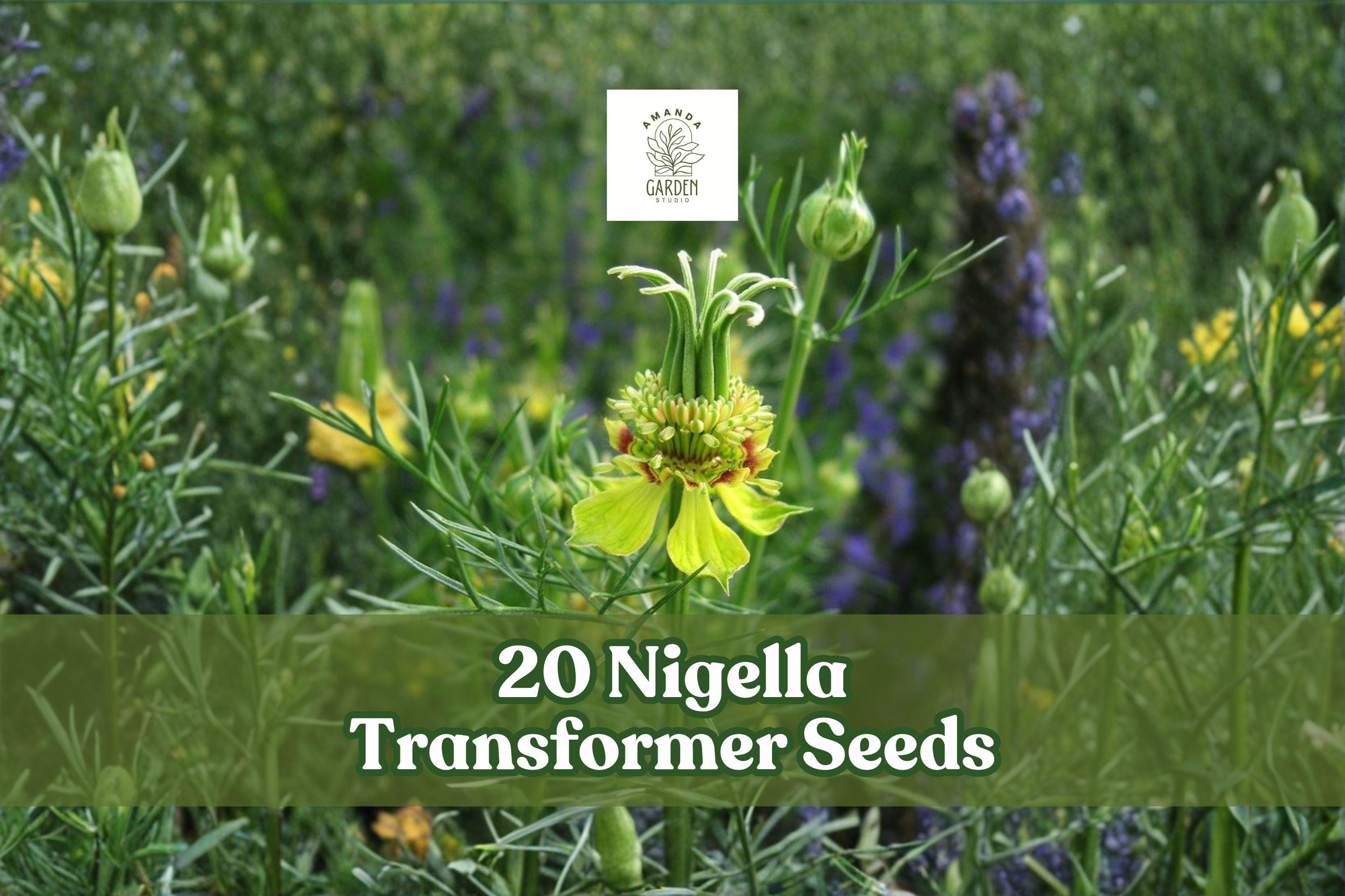 Nigella Transformer Seeds – Blue Annual Flower for Garden Beds & Borders – Nigella damascena