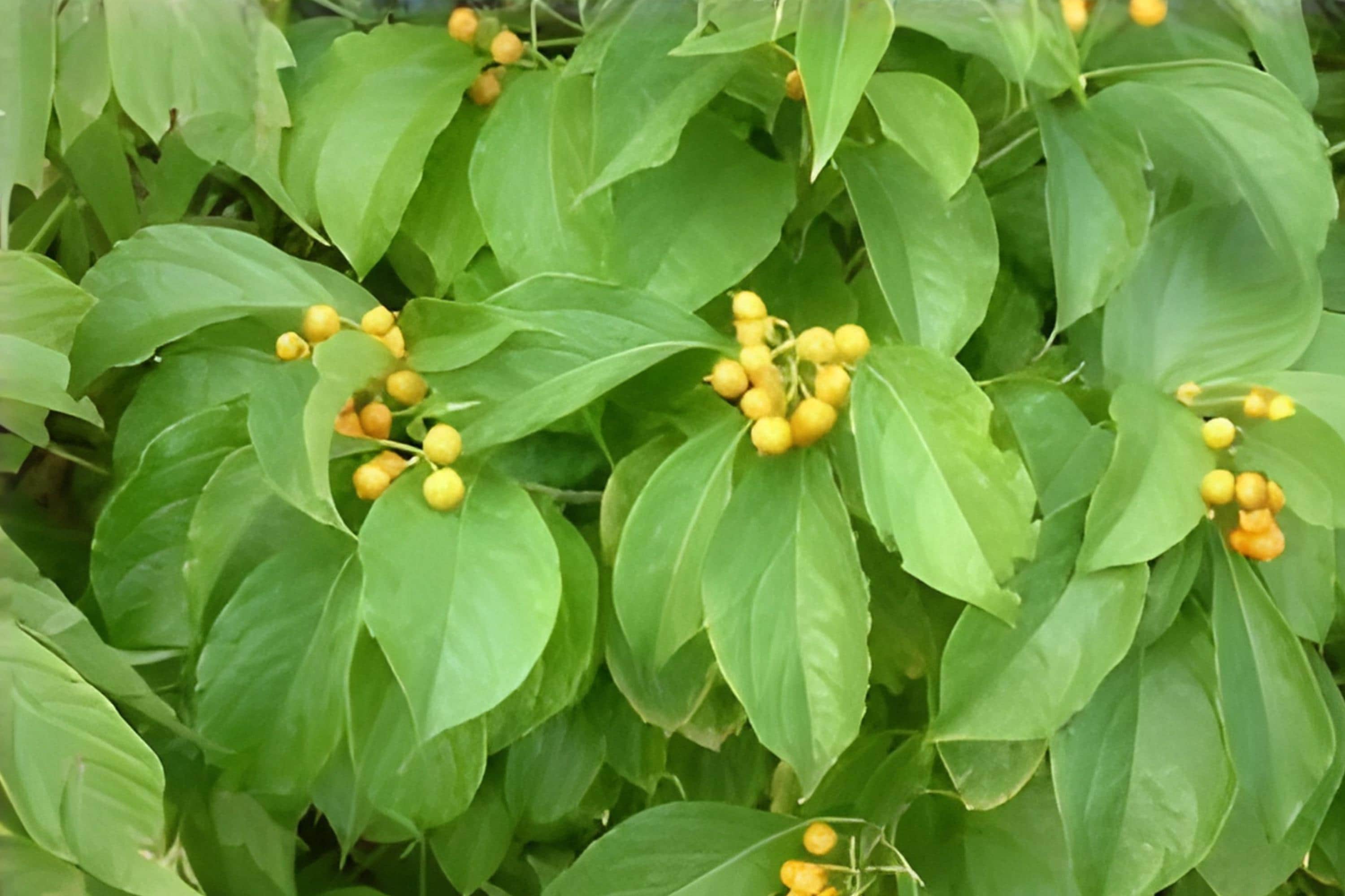 American Bittersweet Seeds, Native Climbing Vine with Bright Orange Berries, Celastrus scandens, Wildlife Garden Plant