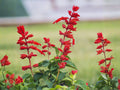Scarlet Sage Seeds | Salvia coccinea Flowering Plant | Bright Red Tubular Flowers for Garden & Container Planting
