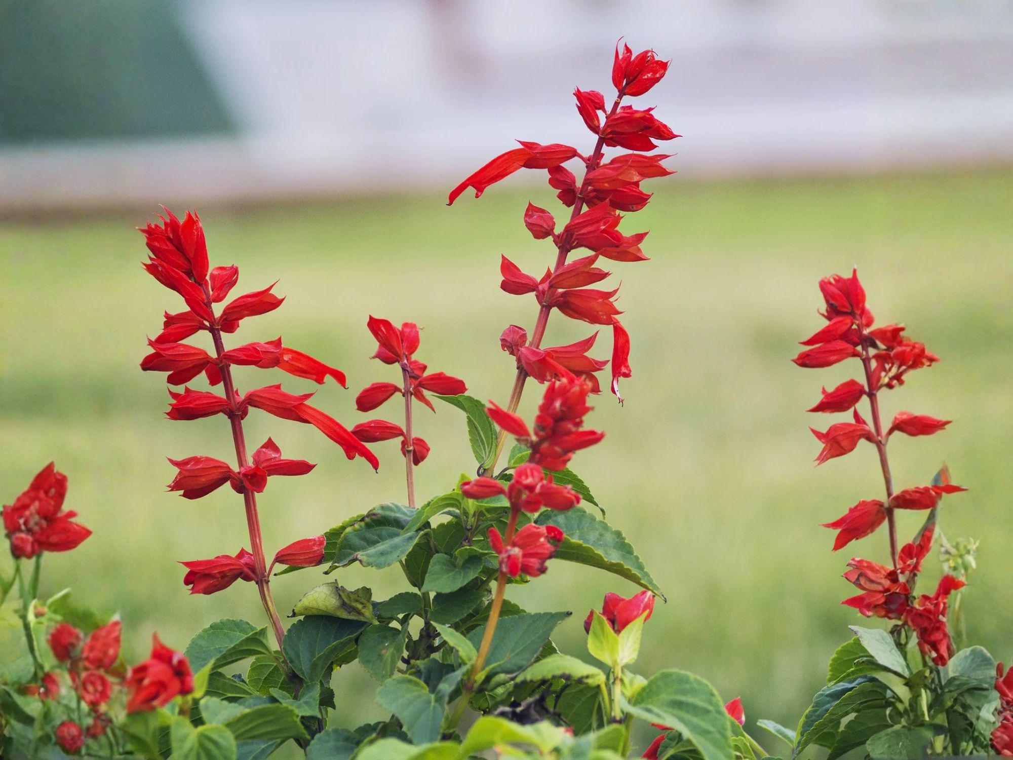 Scarlet Sage Seeds | Salvia coccinea Flowering Plant | Bright Red Tubular Flowers for Garden & Container Planting