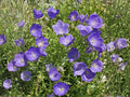 Tussock Bellflower Seeds, Campanula carpatica, Blue Violet Flowering Perennial, Garden, Border, Rock Garden Plant
